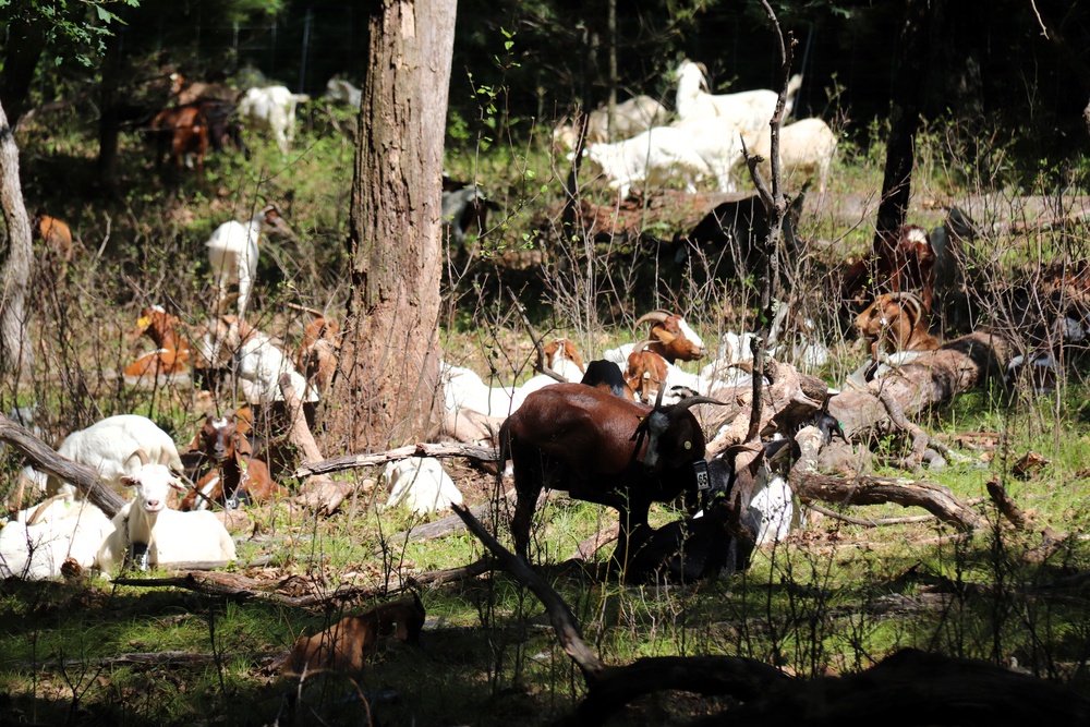 Fort McCoy continues to utilize goats to combat invasive species across installation