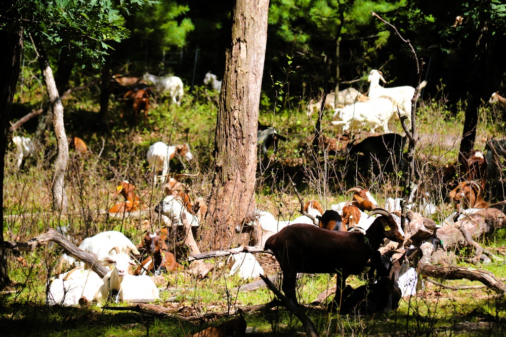 Fort McCoy continues to utilize goats to combat invasive species across installation