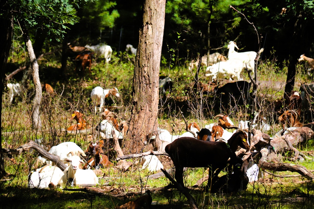 Fort McCoy continues to utilize goats to combat invasive species across installation