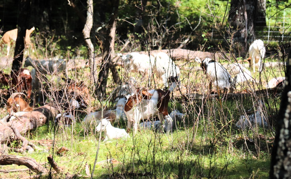 Fort McCoy continues to utilize goats to combat invasive species across installation