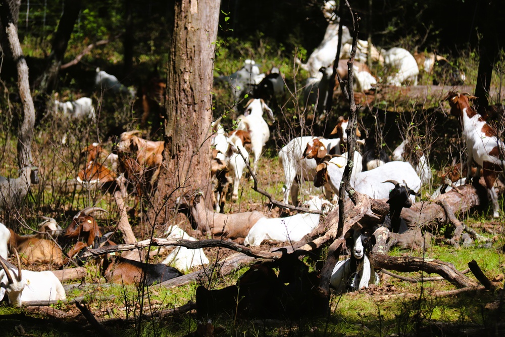 Fort McCoy continues to utilize goats to combat invasive species across installation