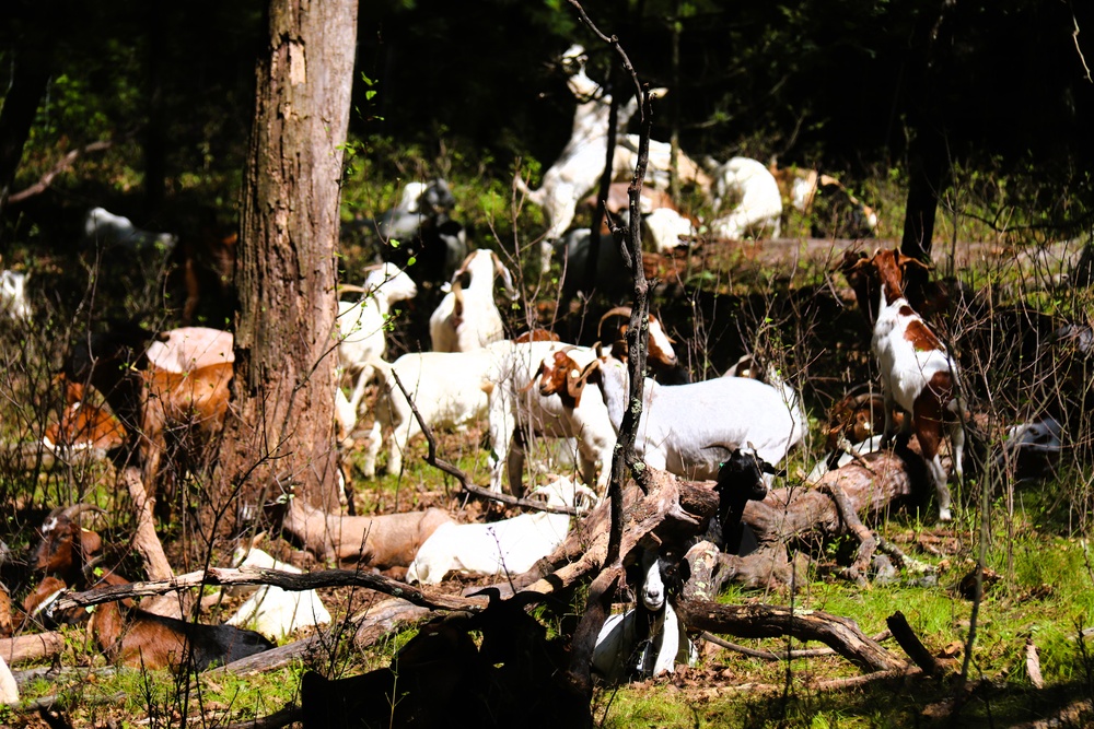 Fort McCoy continues to utilize goats to combat invasive species across installation