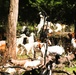 Fort McCoy continues to utilize goats to combat invasive species across installation