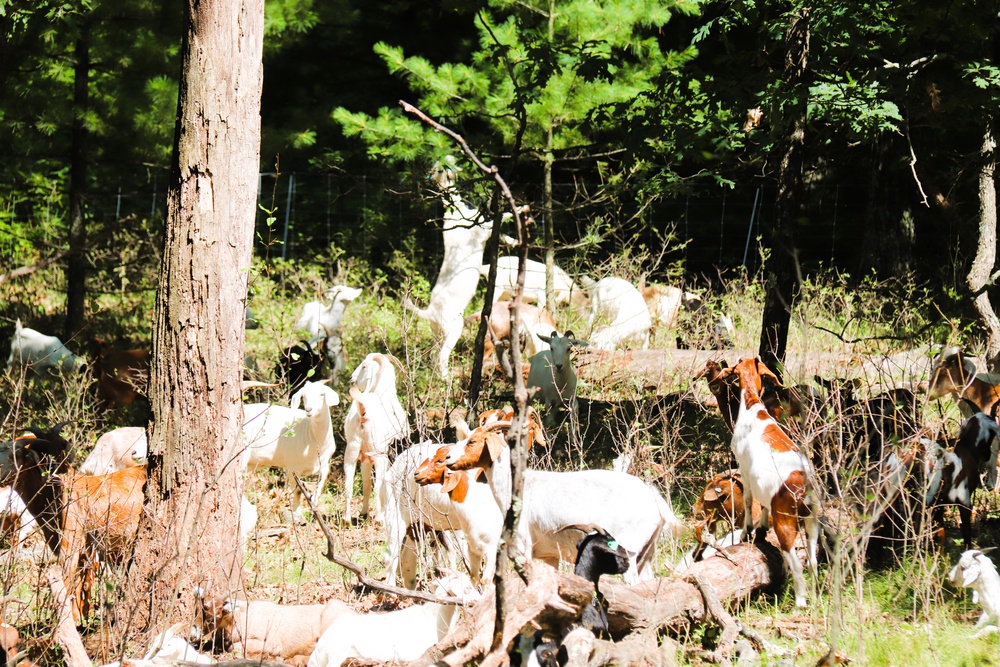 Fort McCoy continues to utilize goats to combat invasive species across installation