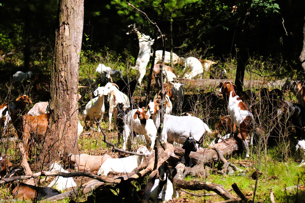 Fort McCoy continues to utilize goats to combat invasive species across installation