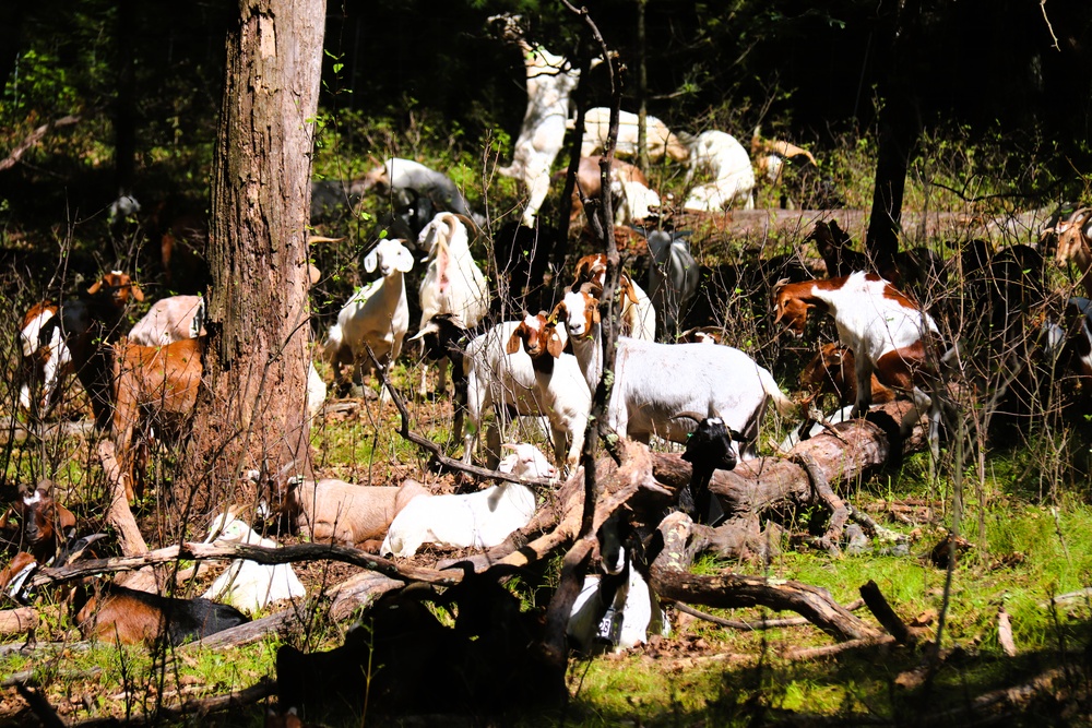 Fort McCoy continues to utilize goats to combat invasive species across installation