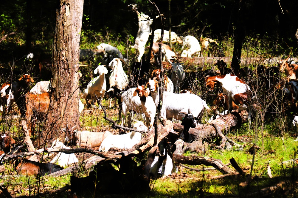 Fort McCoy continues to utilize goats to combat invasive species across installation