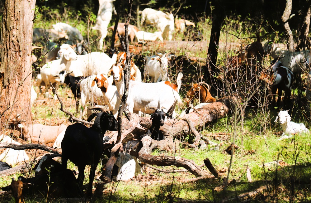 Fort McCoy continues to utilize goats to combat invasive species across installation