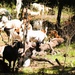 Fort McCoy continues to utilize goats to combat invasive species across installation