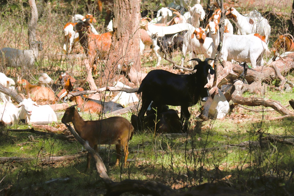 Fort McCoy continues to utilize goats to combat invasive species across installation