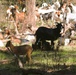 Fort McCoy continues to utilize goats to combat invasive species across installation