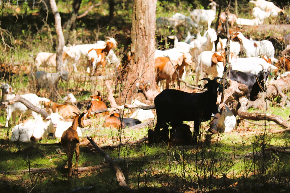 Fort McCoy continues to utilize goats to combat invasive species across installation