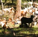 Fort McCoy continues to utilize goats to combat invasive species across installation