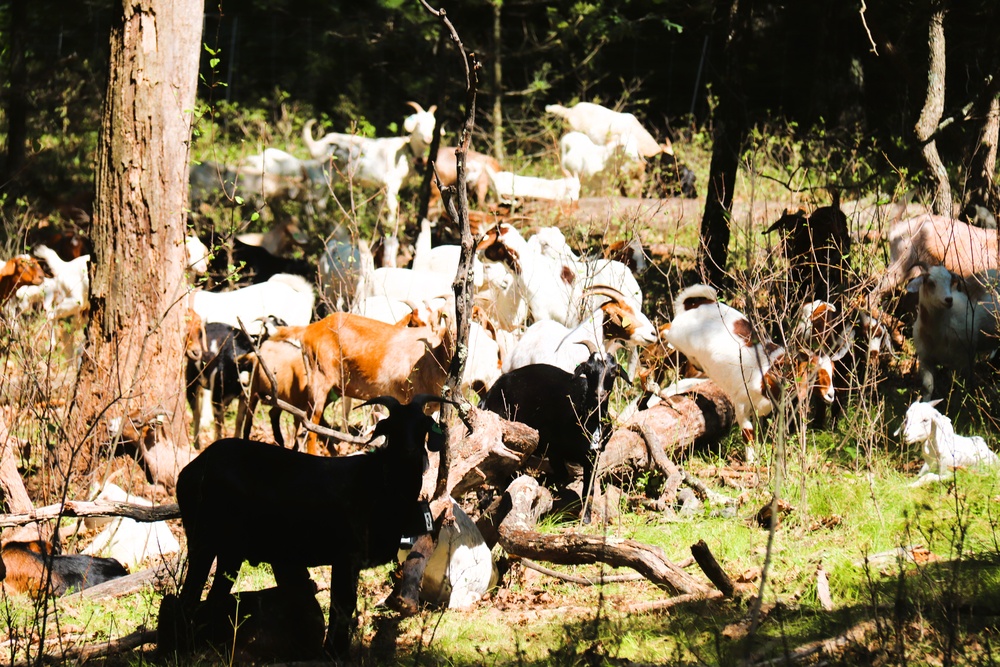Fort McCoy continues to utilize goats to combat invasive species across installation