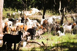 Fort McCoy continues to utilize goats to combat invasive species across installation