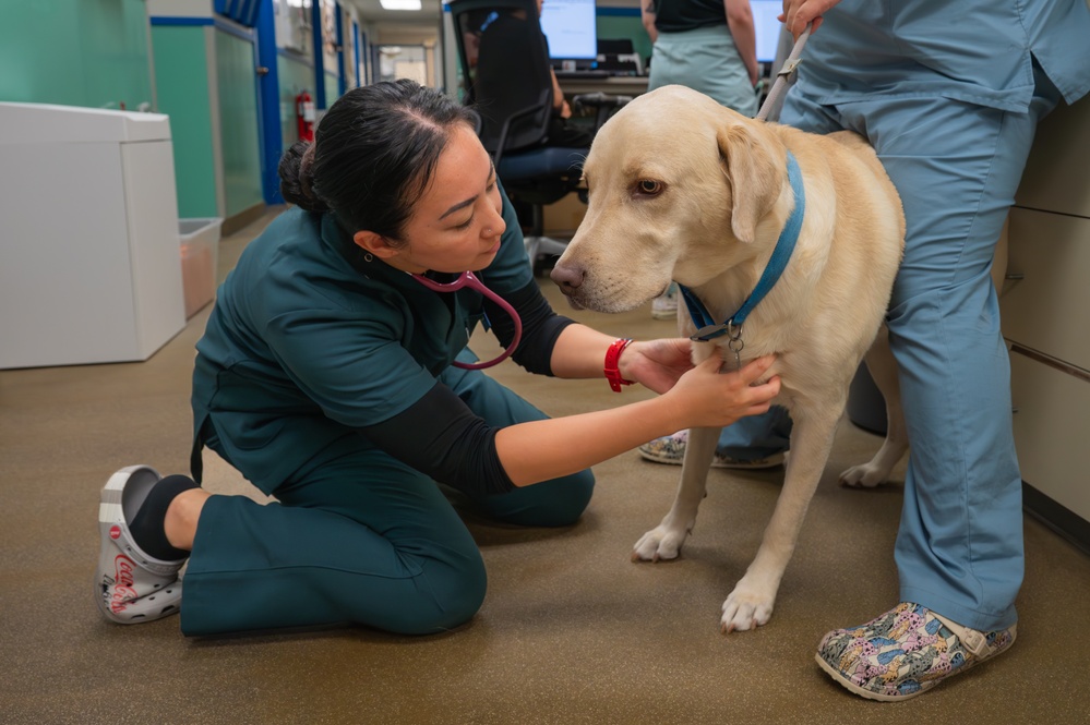 Mission Ready: Kadena’s Vet Clinic supports troops one paw at a time