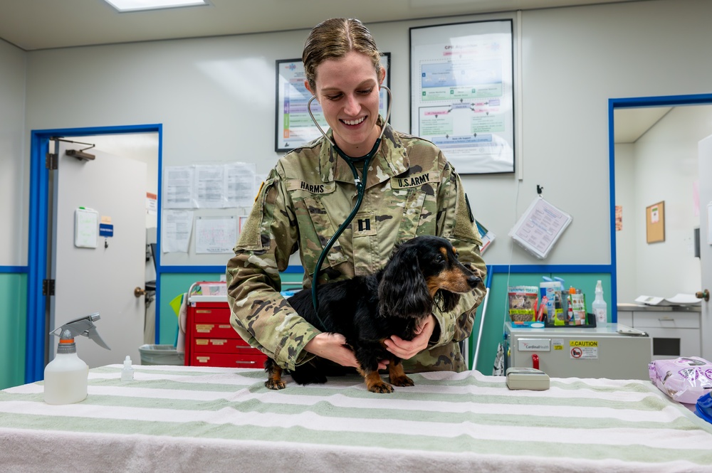 Mission Ready: Kadena’s Vet Clinic supports troops one paw at a time