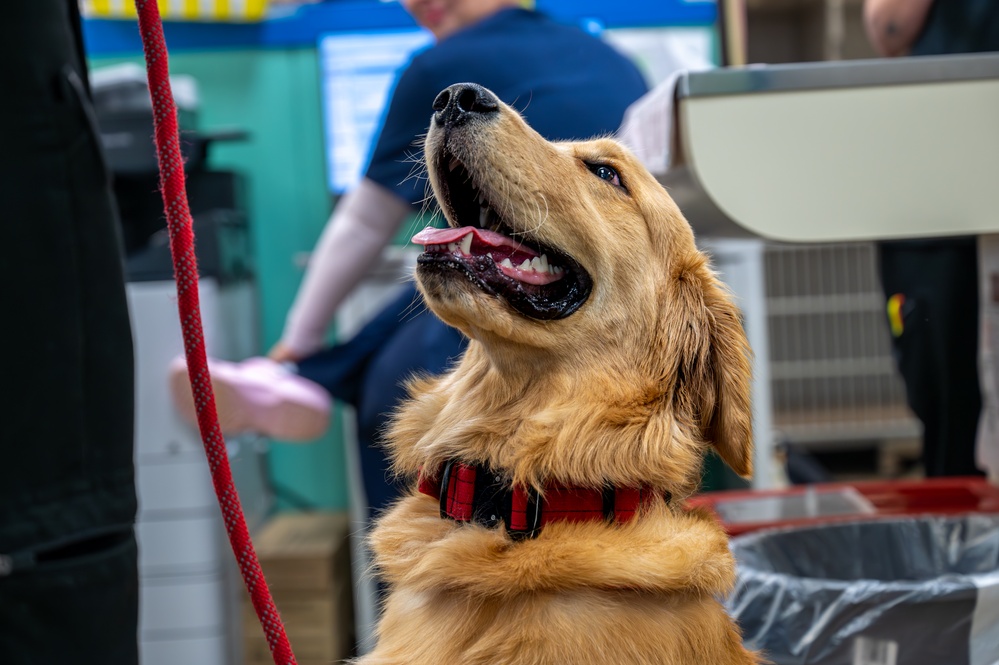 Mission Ready: Kadena’s Vet Clinic supports troops one paw at a time
