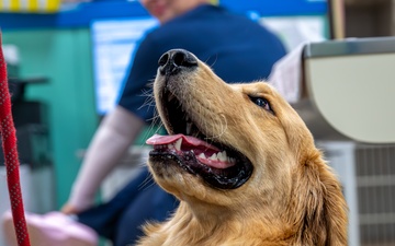 Mission Ready: Kadena’s Vet Clinic supports troops one paw at a time