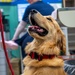 Mission Ready: Kadena’s Vet Clinic supports troops one paw at a time