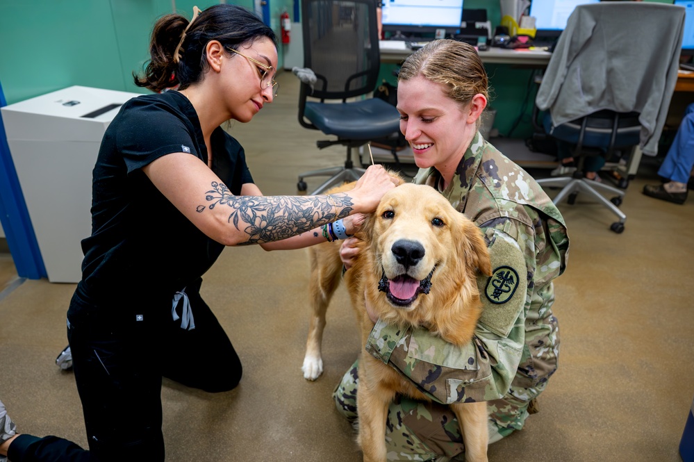 Mission Ready: Kadena’s Vet Clinic supports troops one paw at a time
