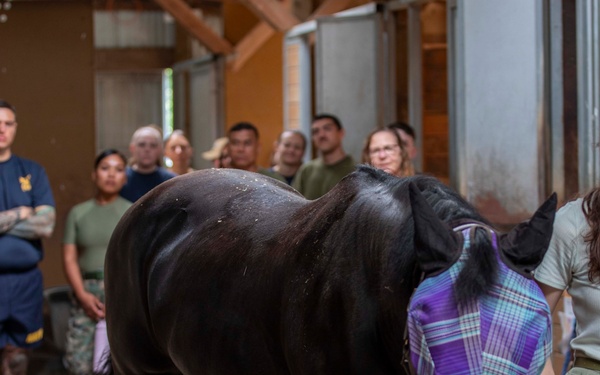 Sailors and Marines volunteer at the Little Bit Therapeutic horse-riding center