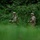 U.S. Army Soldiers from 2nd Battalion, 23rd Infantry Regiment conduct a dismounted patrol through dense vegetation during a squad live-fire training exercise on July 31, 2025, at the Story Live Fire Complex, South Korea.