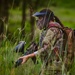 Minnesota Air National Guard Conducts Tactical Combat Casualty Care Training at Camp Ripley