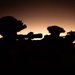 31st MEU | LAR conducts a forward observation post exercise