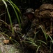3d Intelligence Battalion Marines conduct training at Jungle Warfare Training Center