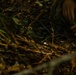 3d Intelligence Battalion Marines conduct training at Jungle Warfare Training Center
