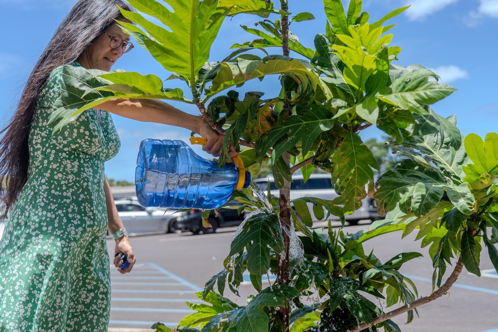 From Ships to Saplings: Nurturing a Legacy at Pearl Harbor