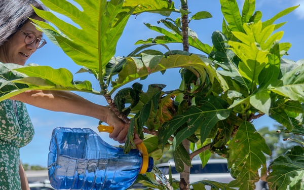 From Ships to Saplings: Nurturing a Legacy at Pearl Harbor