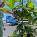 From Ships to Saplings: Nurturing a Legacy at Pearl Harbor
