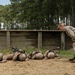 Lima Company Day Movement Course