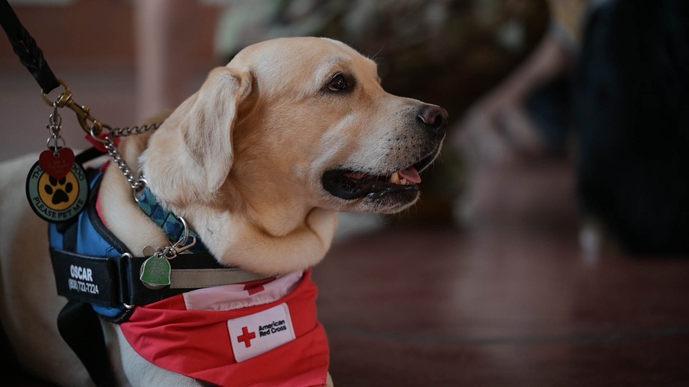 American Red Cross hosts Animal Visitation Program meet, greet