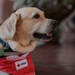 American Red Cross hosts Animal Visitation Program meet, greet