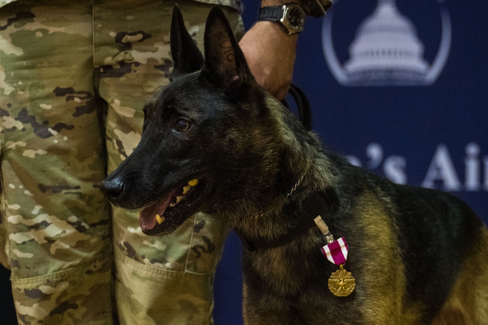 From Kennel to Couch: MWD Cchango and Nero Retire After Distinguished Service