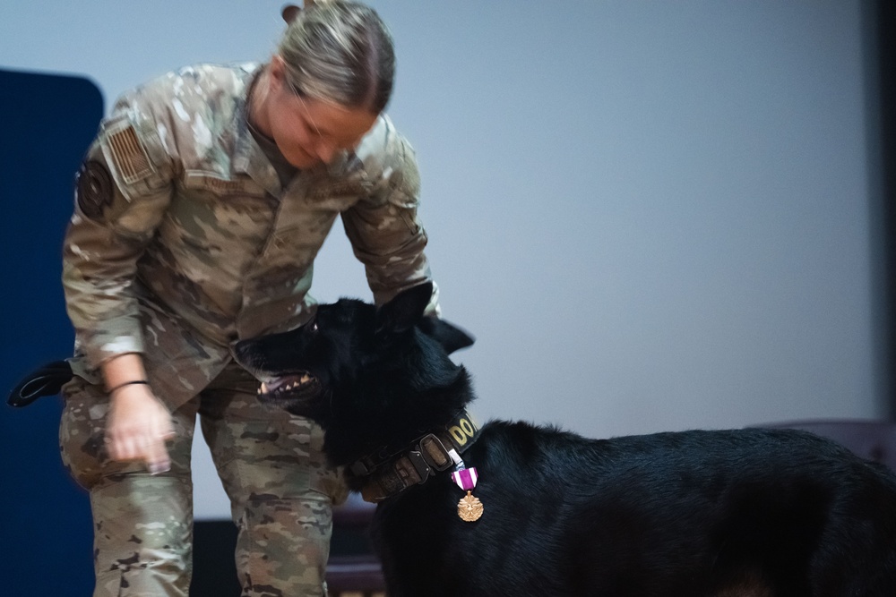 From Kennel to Couch: MWD Cchango and Nero Retire After Distinguished Service