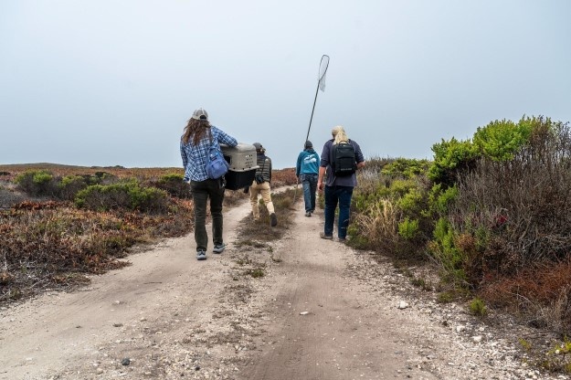 Vandenberg Partners with Local Conservation Team, Releases Pigeon Guillemots on Base
