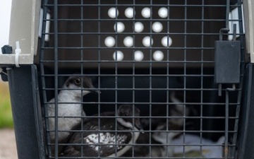 Vandenberg Partners with Local Conservation Team, Releases Pigeon Guillemots on Base