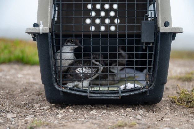 Vandenberg Partners with Local Conservation Team, Releases Pigeon Guillemots on Base