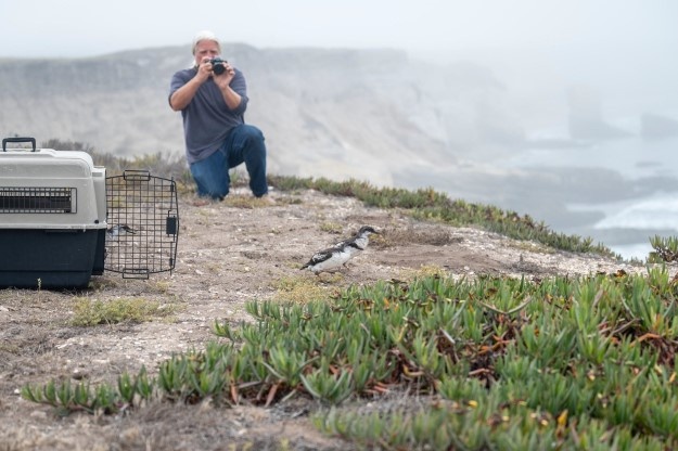 Vandenberg Partners with Local Conservation Team, Releases Pigeon Guillemots on Base
