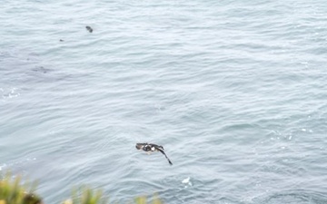 Vandenberg Partners with Local Conservation Team, Releases Pigeon Guillemots on Base