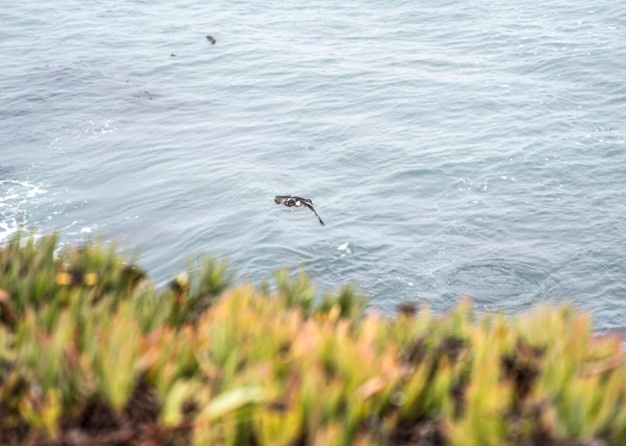 Vandenberg Partners with Local Conservation Team, Releases Pigeon Guillemots on Base