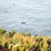 Vandenberg Partners with Local Conservation Team, Releases Pigeon Guillemots on Base
