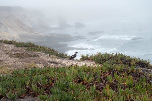 Vandenberg Partners with Local Conservation Team, Releases Pigeon Guillemots on Base