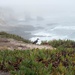 Vandenberg Partners with Local Conservation Team, Releases Pigeon Guillemots on Base