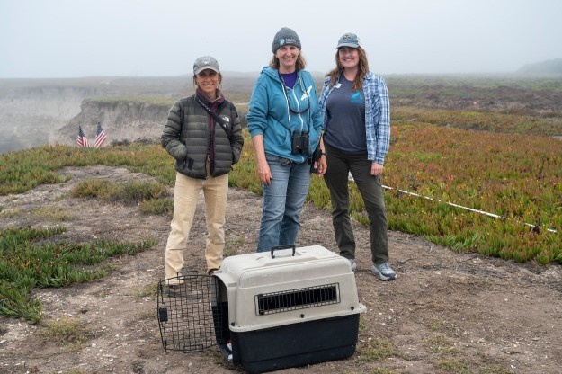 Vandenberg Partners with Local Conservation Team, Releases Pigeon Guillemots on Base