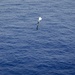 31st MEU | Anti-submarine warfare training